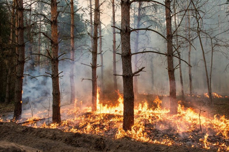 Ville De Remiremont Actualites Site Prevention Feux De Foret Et Vegetation